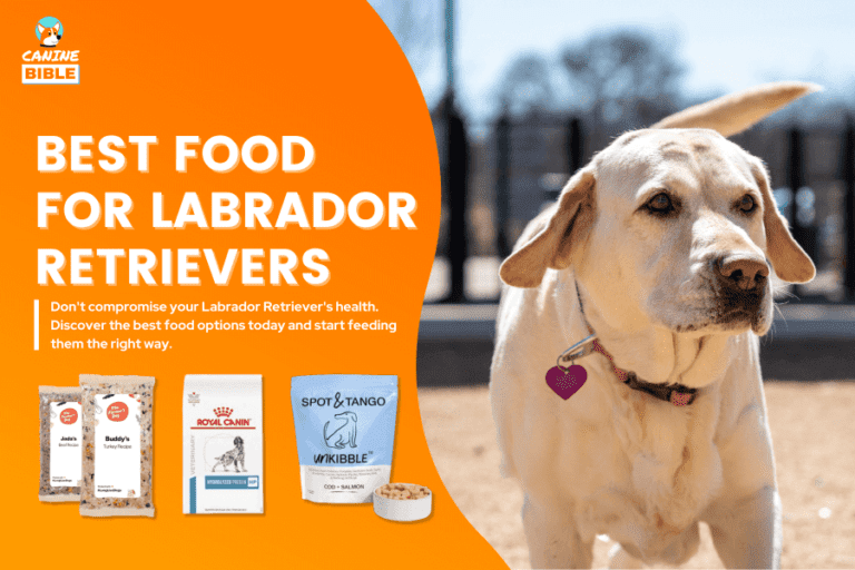 best dog food for labrador retrievers