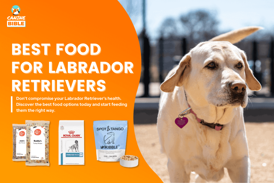 best dog food for labrador retrievers
