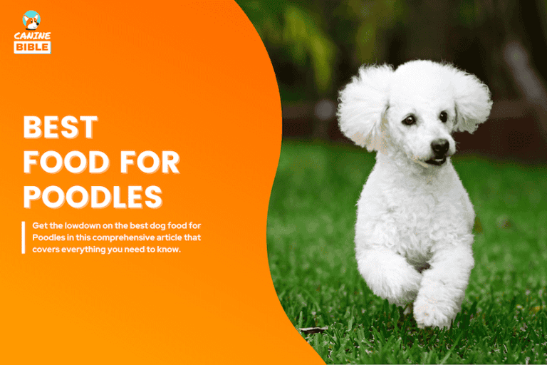 best dog food for poodles