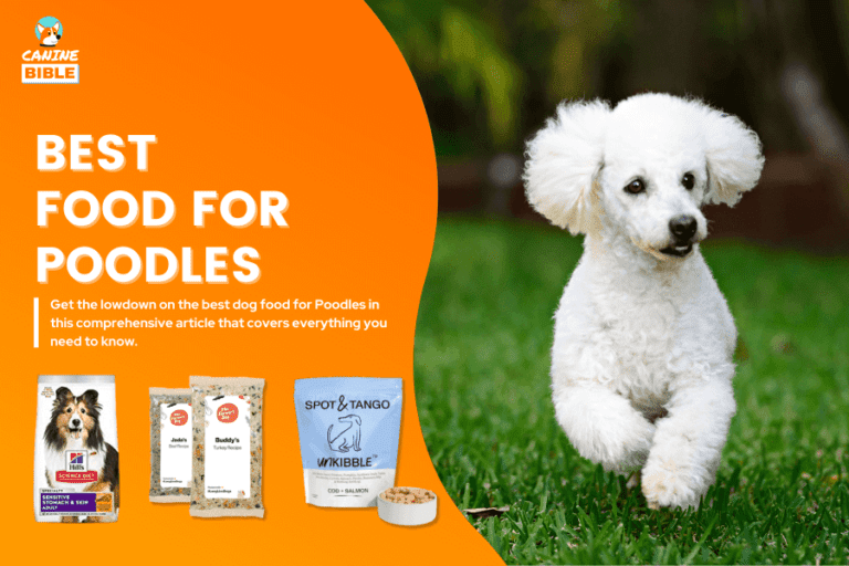 Best Dog Food For Poodles: Allergies, Sensitivities, Affordable, Puppies & More [Reviews & Picks]