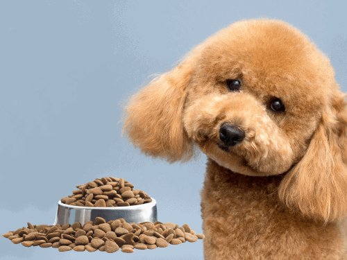 best dog food for poodles chapter 2