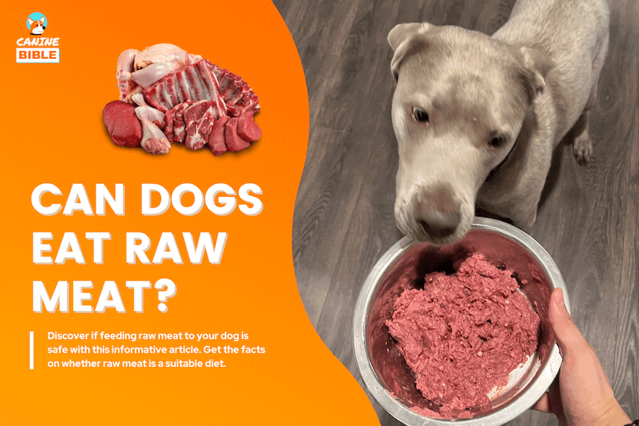 are dogs able to eat raw meat