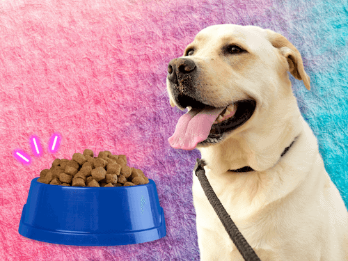 best dog food for labrador retriever