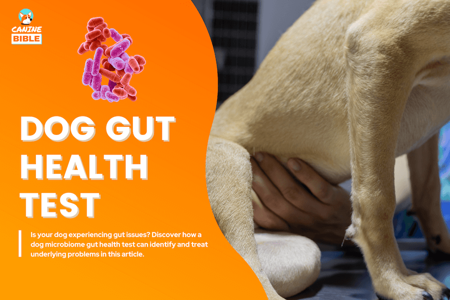 dog microbiome gut health test