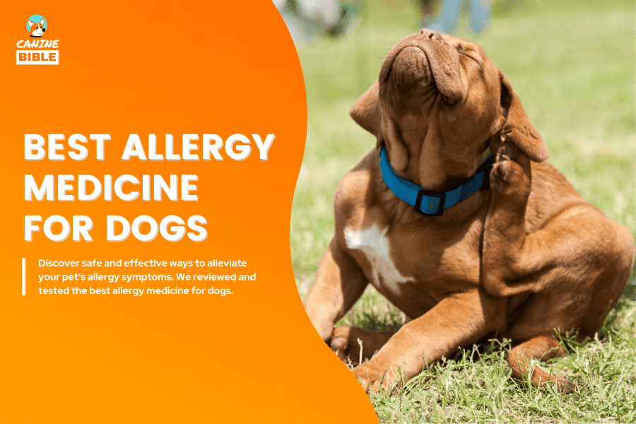 Best Allergy Medicine For Dogs