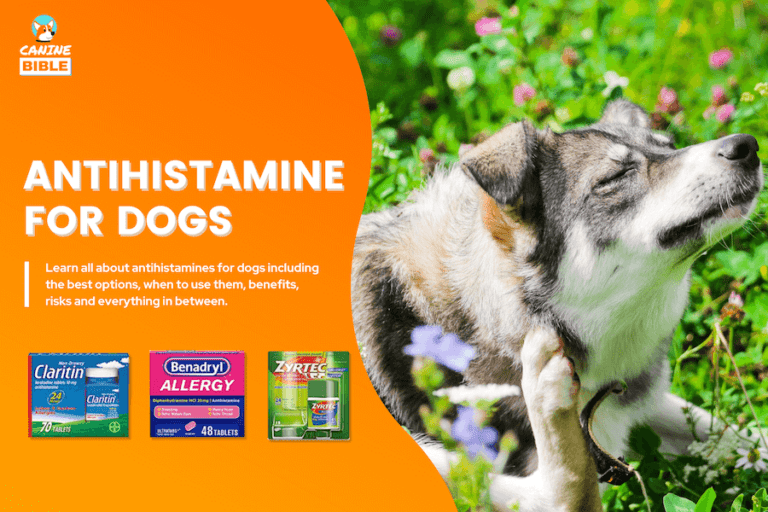 Best Antihistamines For Dogs: Benefits, Dose, Risks & More