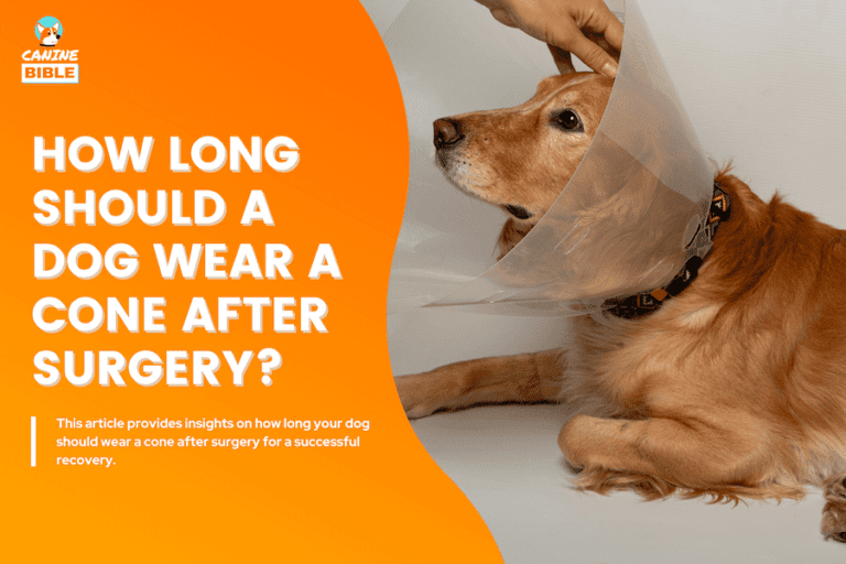 How Long Should Your Dog Wear A Cone After Surgery?