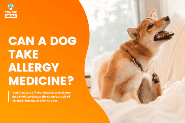 Allergy Medicine For Dogs: Benefits, Risks, Dosage & Can Dogs Take Them?