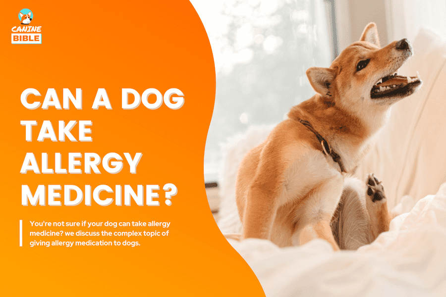 allergy medicine for dogs