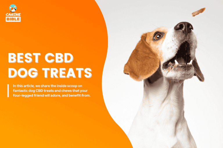 best CBD dog treats