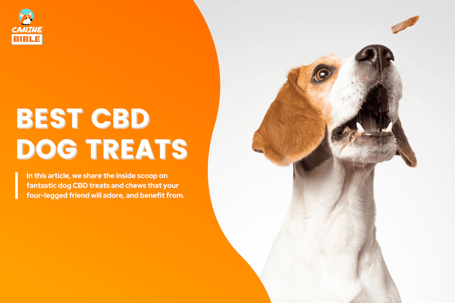 best CBD dog treats