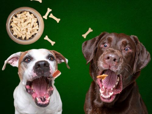 best dog cbd treats & chews chapter 2