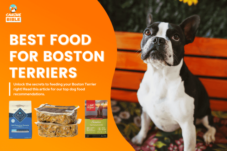 Best Dog Food For Boston Terriers: Expert Picks [2023]