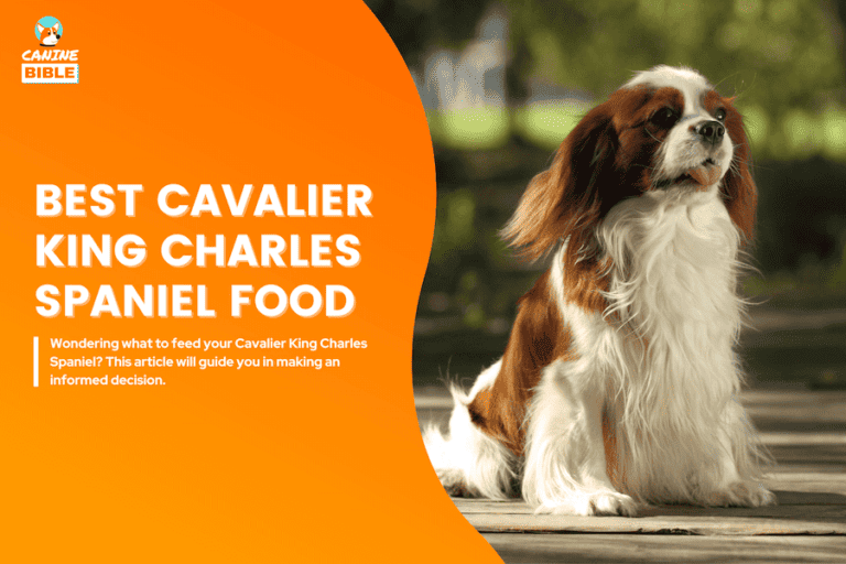 10 Best Dog Food For Cavalier King Charles Spaniels 2024 [For Every Need]