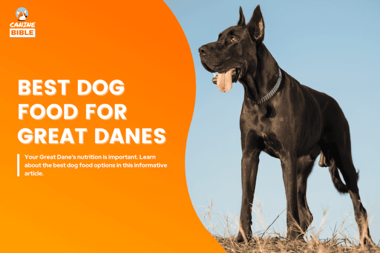 Best Dog Food For Great Danes: Vet Recommend  [2024]