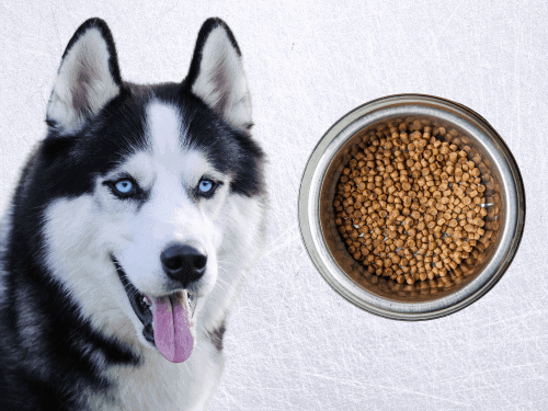 best dog food for Siberian Huskies Chapter 1