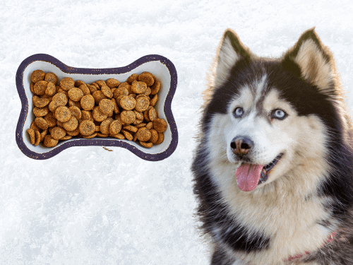 best dog food for Siberian Huskies Chapter 2