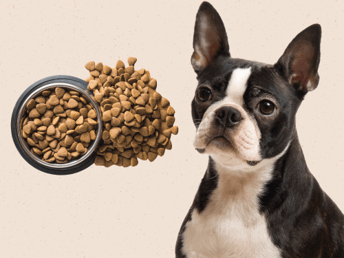 best dog food for Boston Terriers Chapter 3