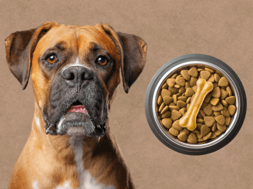 best dog food for Boxer Chapter 1