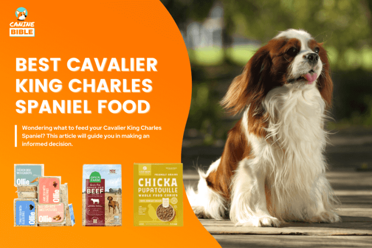 10 Best Dog Food For Cavalier King Charles Spaniels 2023 [For Every Need]