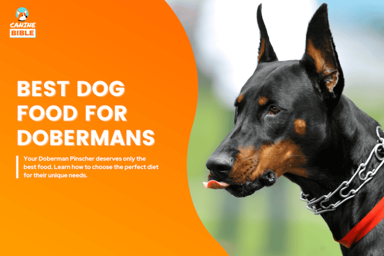 best dog food for Doberman Pinschers