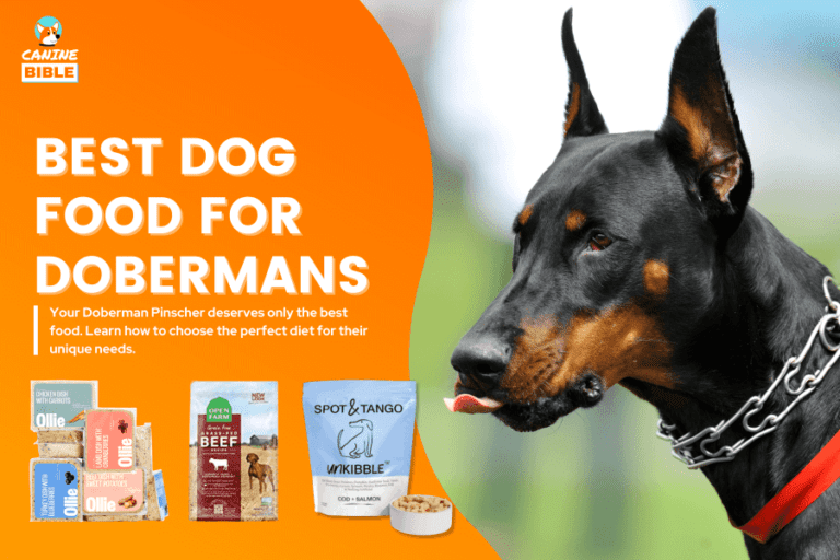 Best Dog Food For Dobermans 2024 [Ultimate Guide & Review]