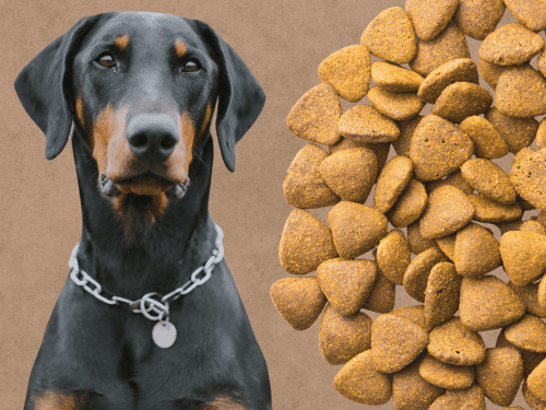 best dog food for Doberman Pinschers chapter1