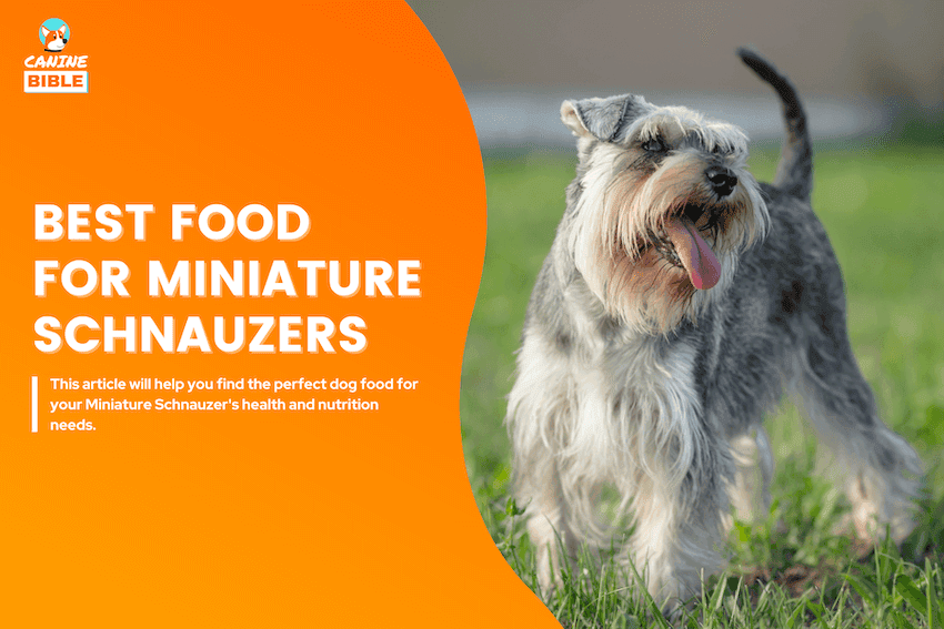 best dog food for miniature schnauzers