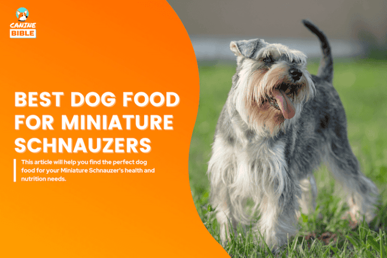 best dog food for miniature schnauzers