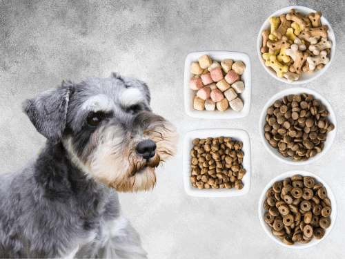 View of What Is The Best Food For Schnauzer Puppies