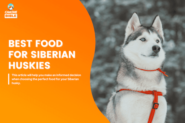 best dog food for Siberian Huskies