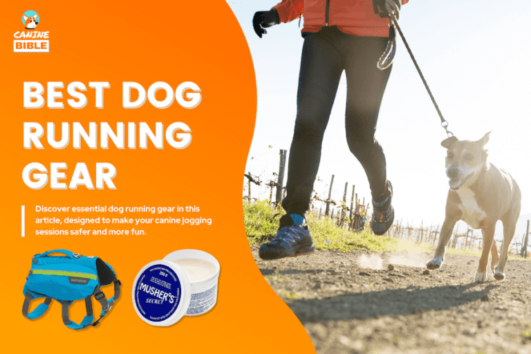 Best Dog Running Gear: Must-Have Dog Running Equipment