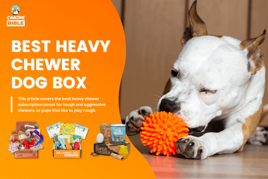 best dog subscription box for heavy chewers