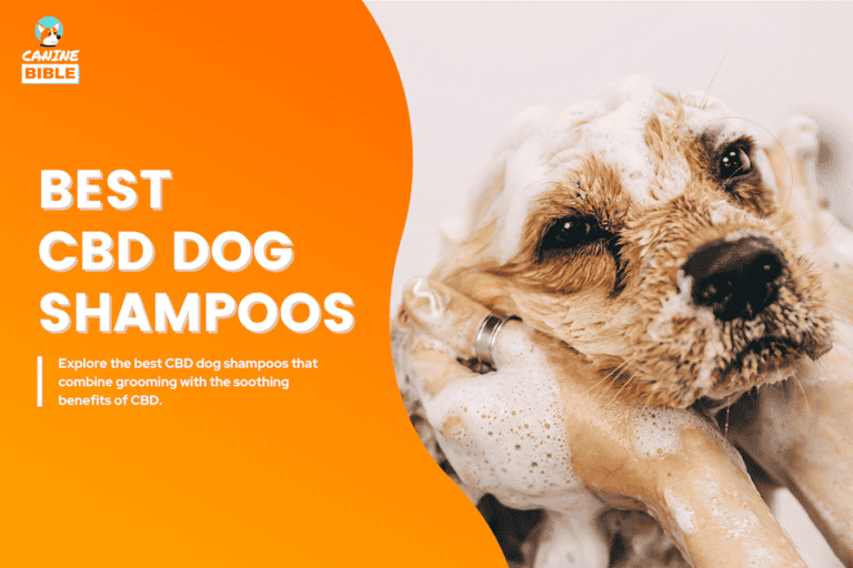 Best Pet CBD Dog Shampoos 2024: According to Research [Top Picks]