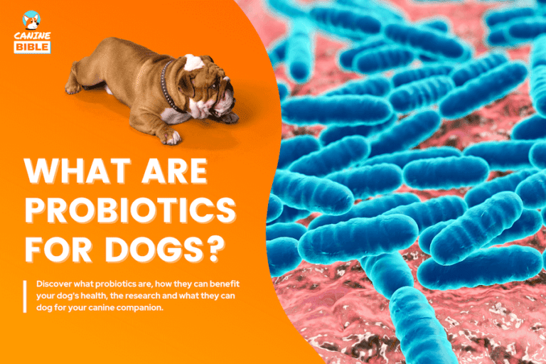 Probiotics For Dogs: Everything You Need to Know