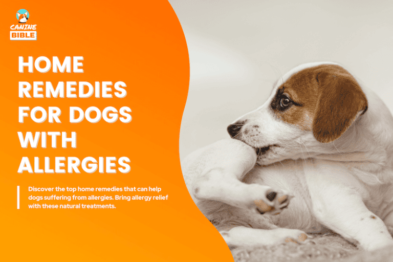 Natural Home Remedies For Dogs With Allergies (According to Vets)