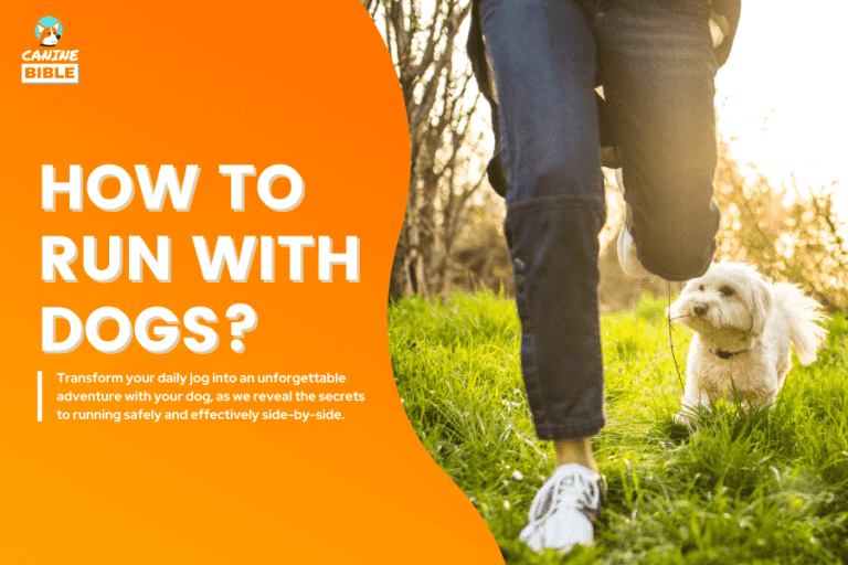 Running With Dogs 101: How To Run With Your Dogs (Training Tips)