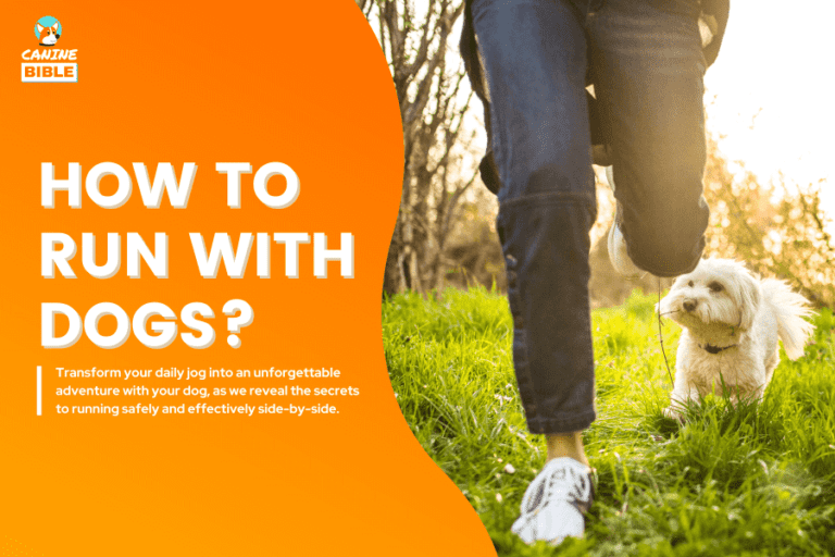 how to run with dogs