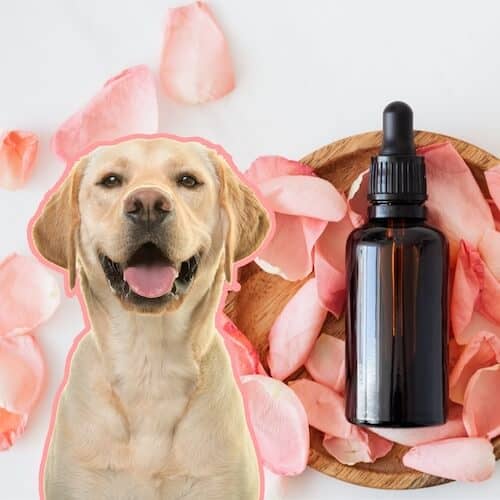 natural remedies for dogs with allergies