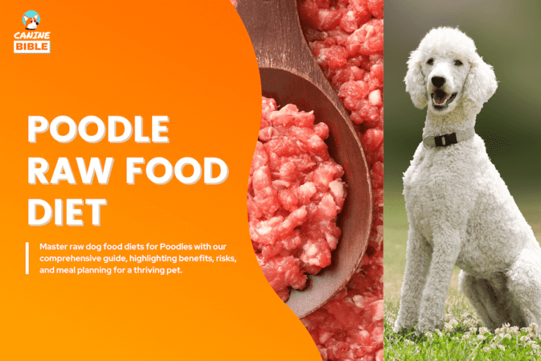 Poodle Raw Dog Food Diet Guide: Recipes, Benefits & FAQs