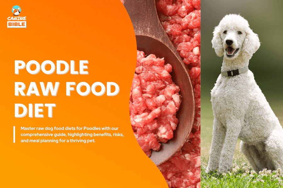 poodle raw dog food diet