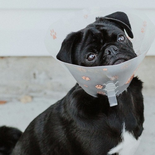 when to take cone off dog after neuter