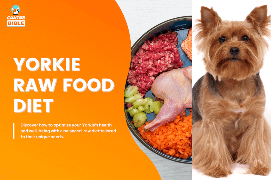 yorkshire terrier raw dog food diet