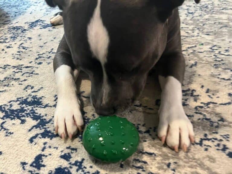 Super Chewer BarkBox Reviews 2024 Price, Unboxing, Pros, Cons & FAQs