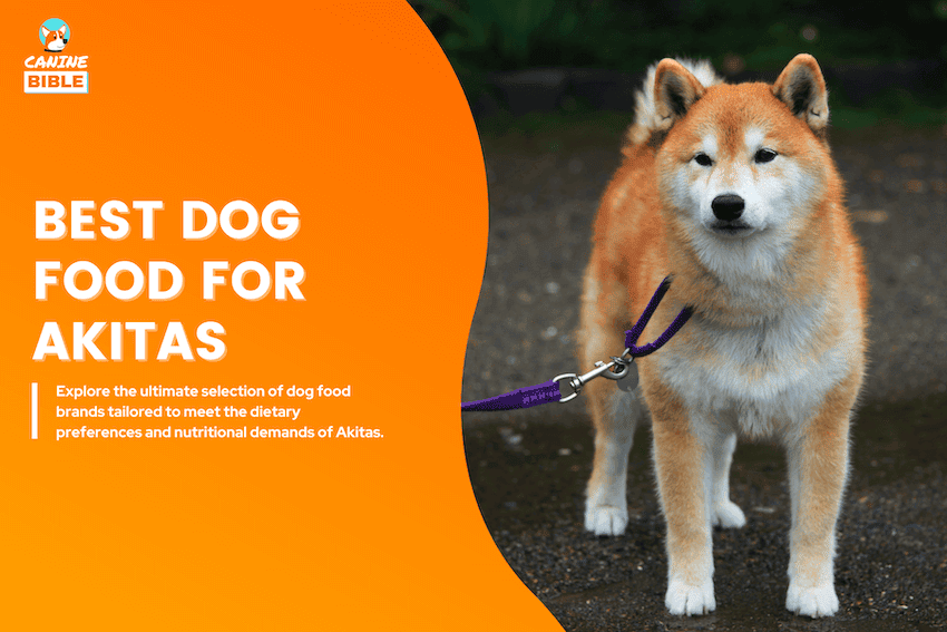Best Dog Food For Akitas