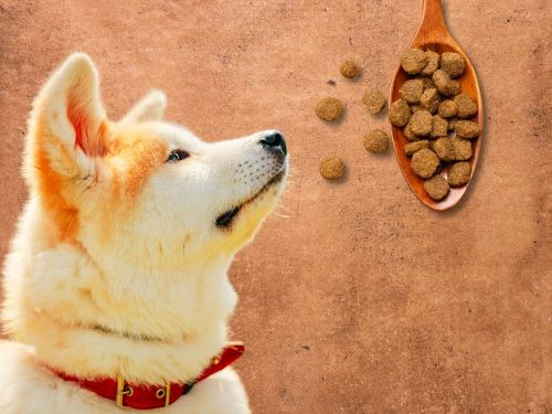 Best Dog Food For Akitas chapter 3