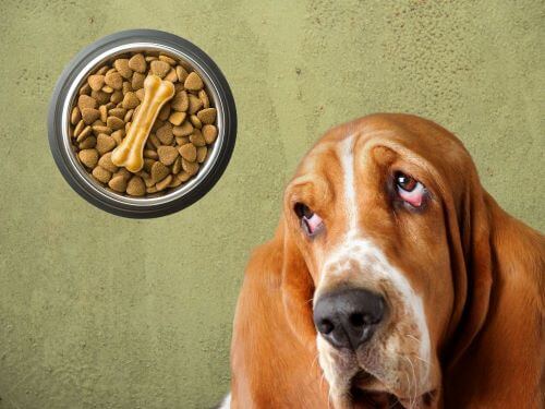 Best Dog Food For Basset Hounds chapter 1