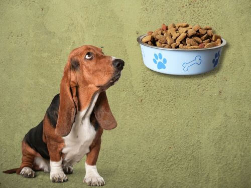 Best Dog Food For Basset Hounds chapter 2