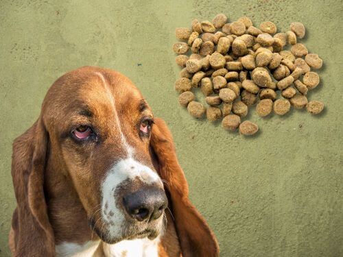 Best Dog Food For Basset Hounds chapter 3