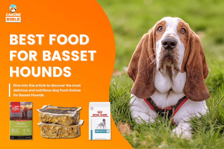 best dog food for basset hounds